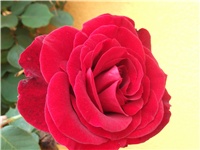 5567c1b0-Picture 017.jpg